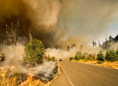 Forest fire