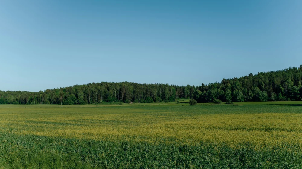 field