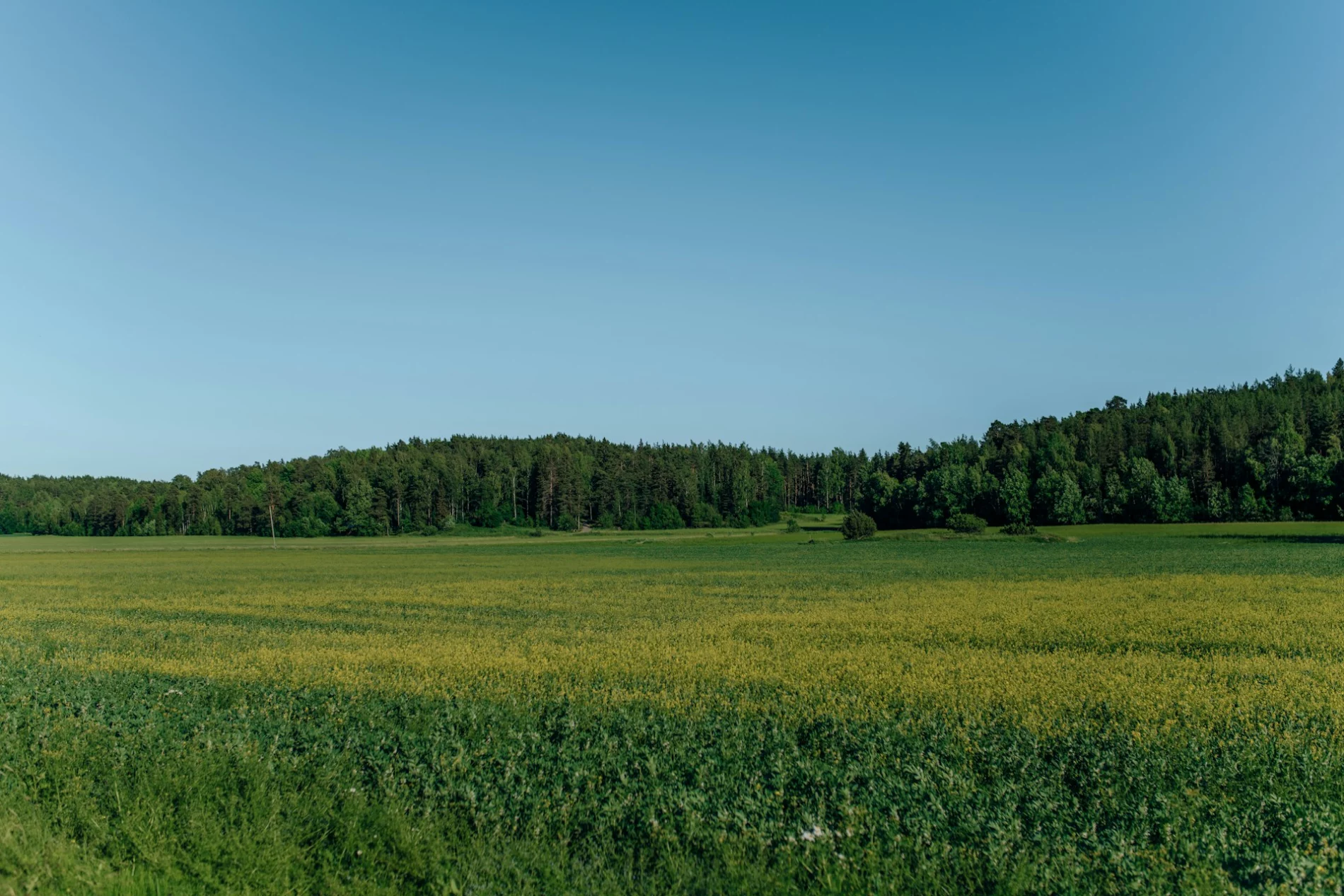 field