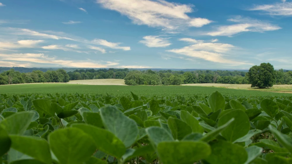 agricultural field