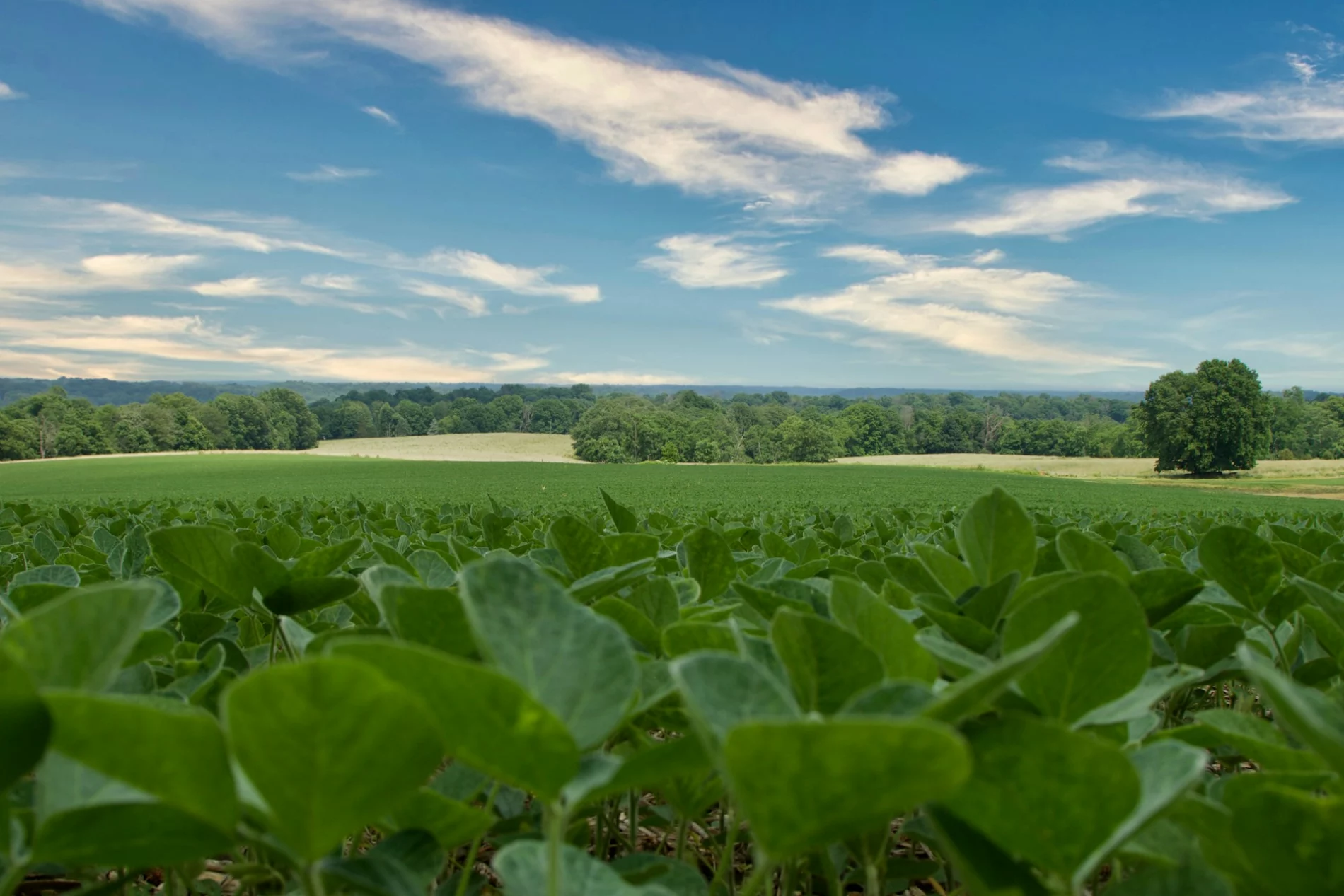 agricultural field