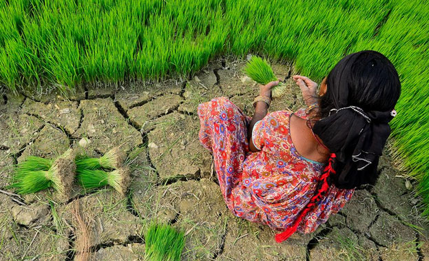 A woman planting grassy plants in a field