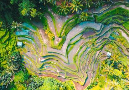 Rice fields