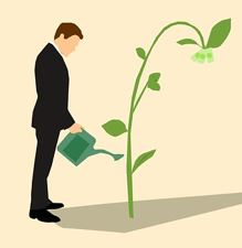 Watering money tree