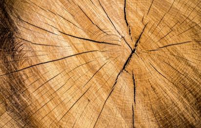 Wood log