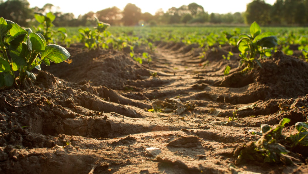Field with crops