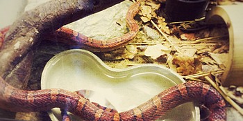 Snake enclosure