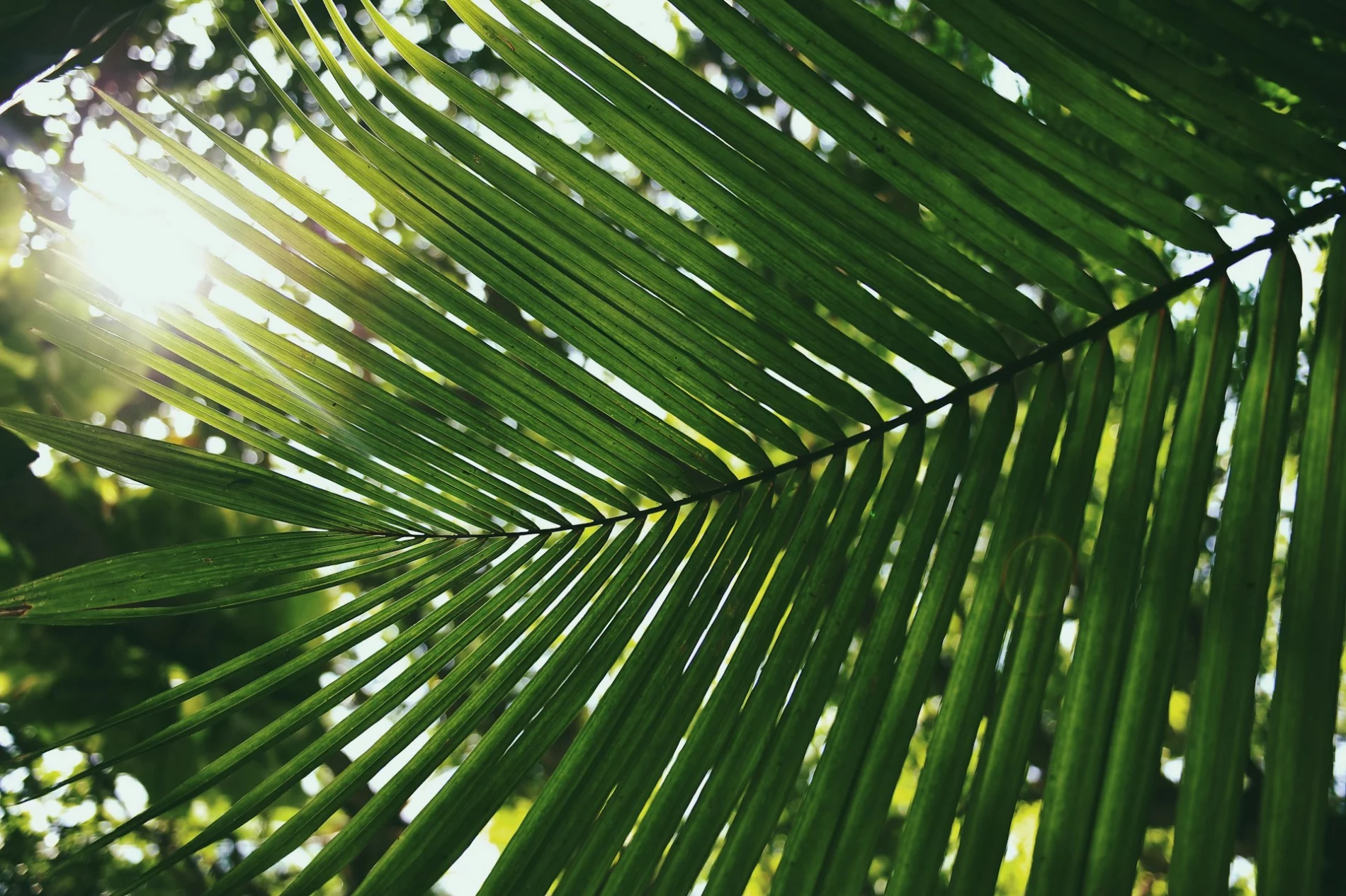 palm tree