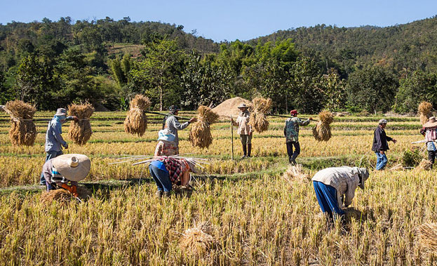 Rice farmers