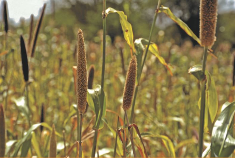 Straws of wheat in a field