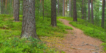 A forest in Hagfors, Sweden