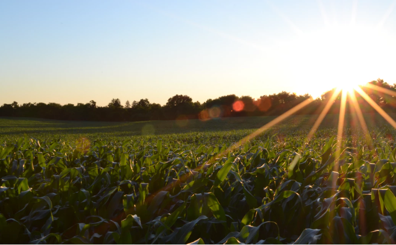 Corn field