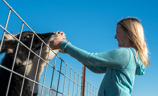 Woman patting a cow