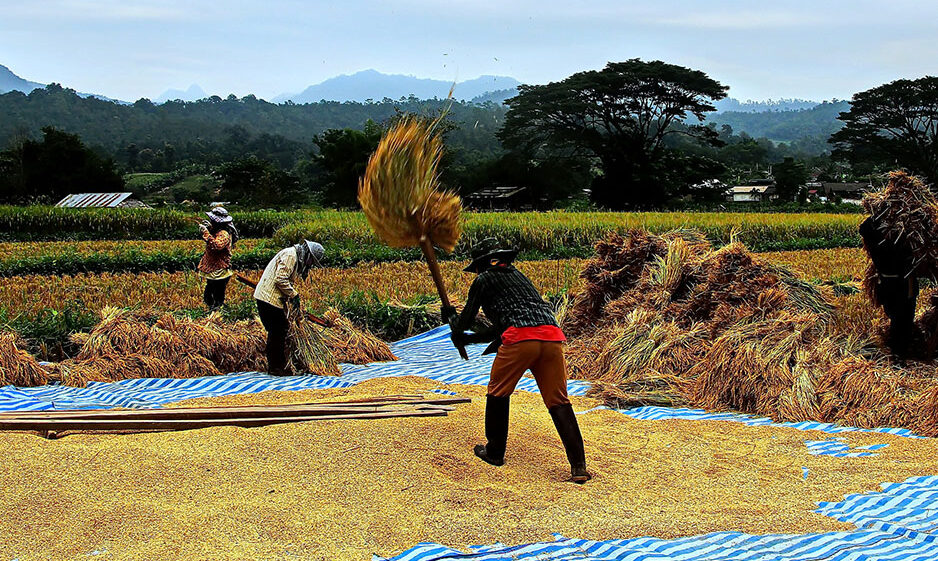 Farmers harvest rice last October in Chiang Mai Province, Thailand