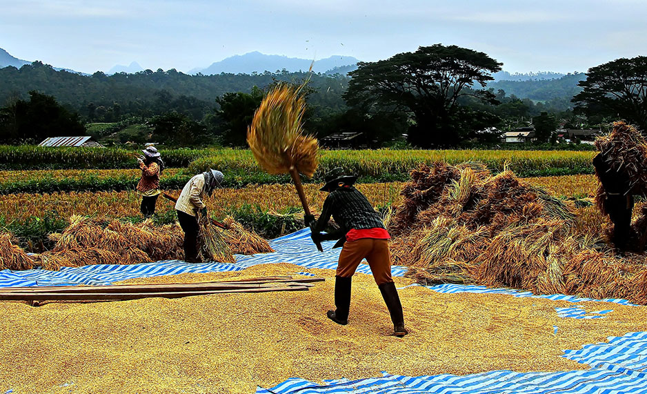 Farmers harvest rice last October in Chiang Mai Province, Thailand