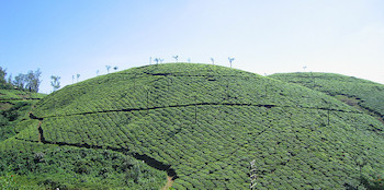 A tea plantation in Kerala,