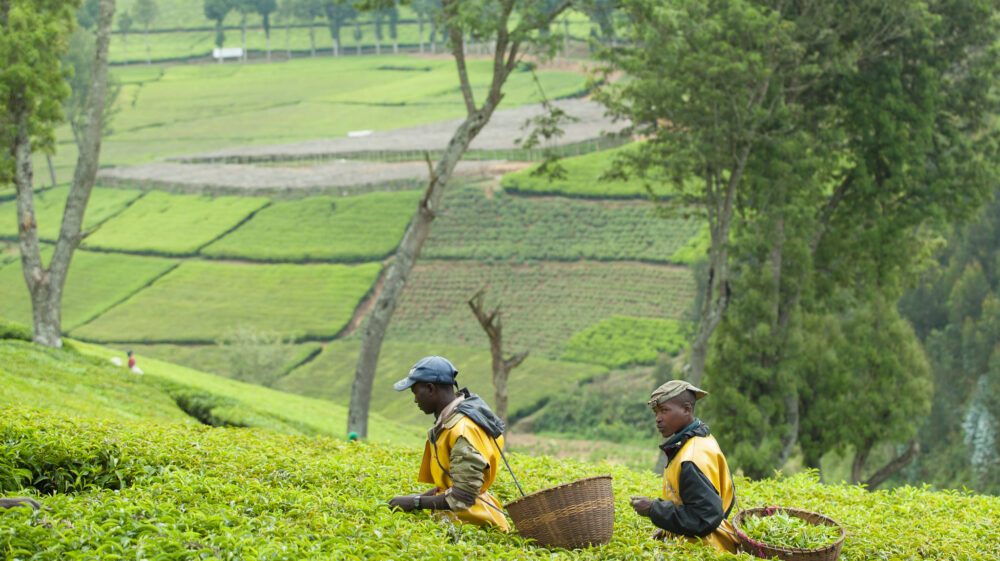 Kitabi Tea Processing Facility