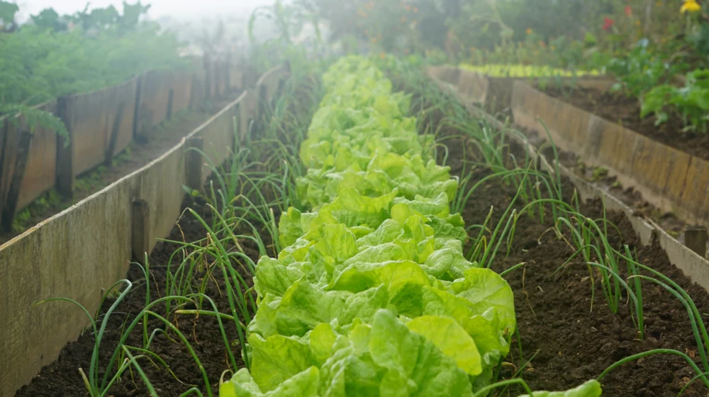 row of lettuce