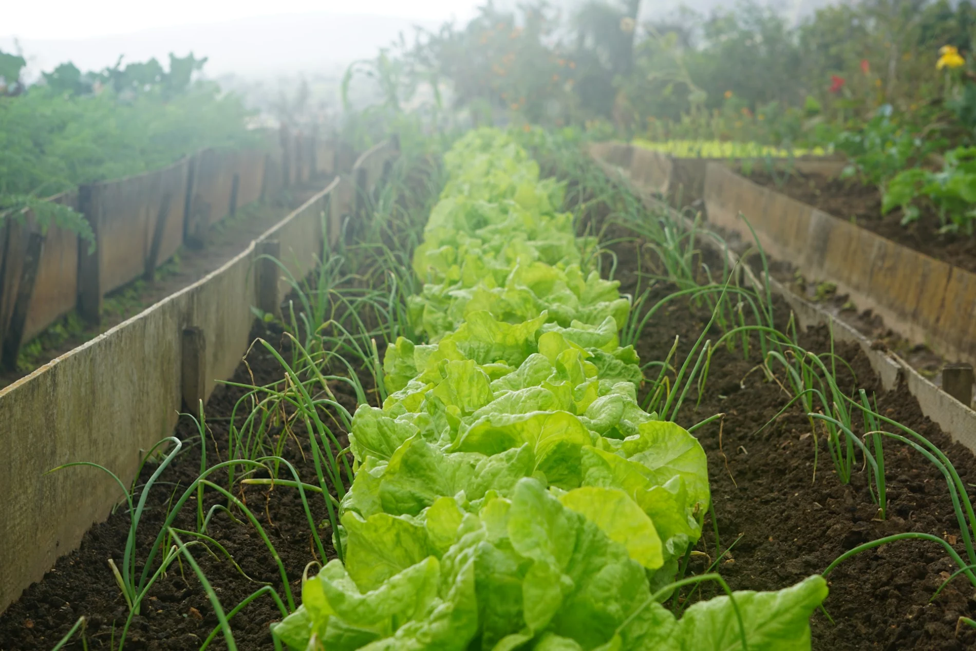 row of lettuce