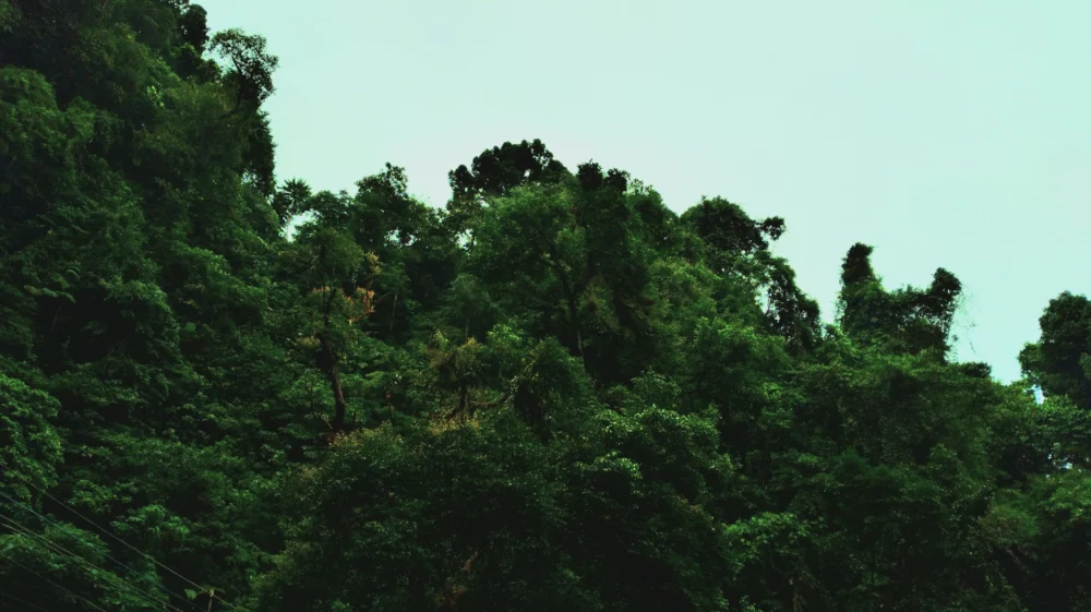 trees