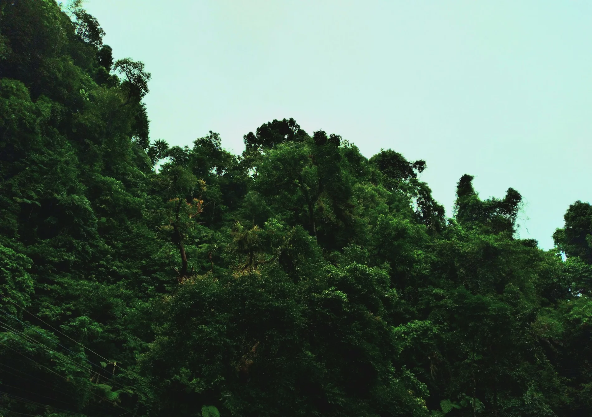 trees