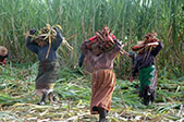 Women carrying crop in a big field. Photo: Vikram Seebaluck