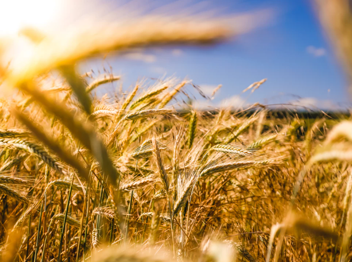 Wheat field