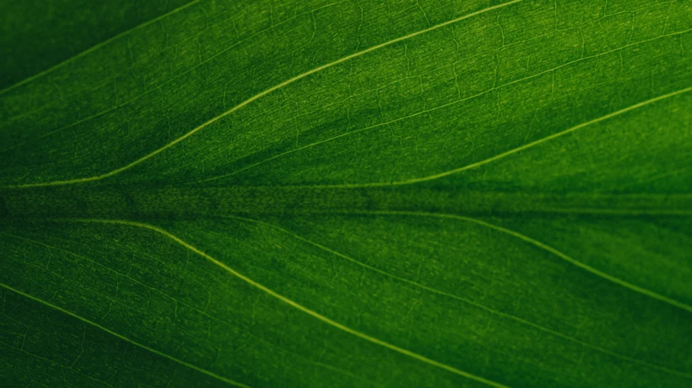 leaf