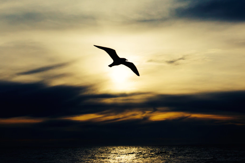 Seagull silhouette