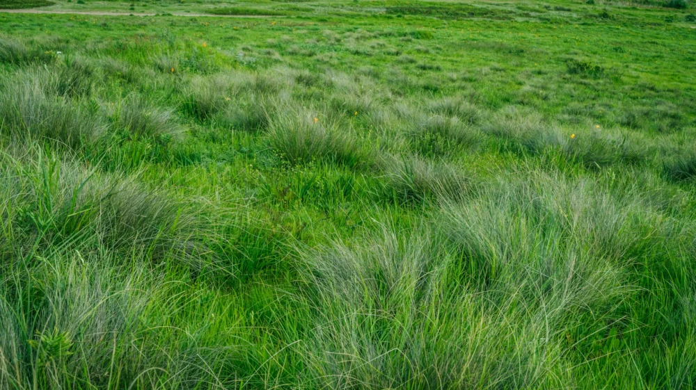 grass