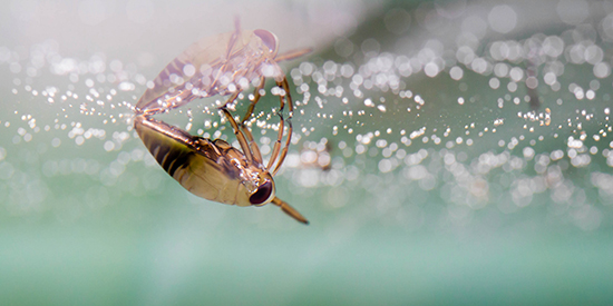Insect on water