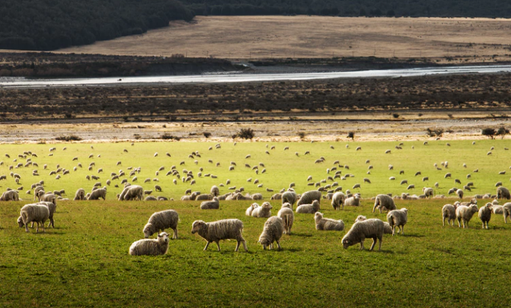 Livestock grazing