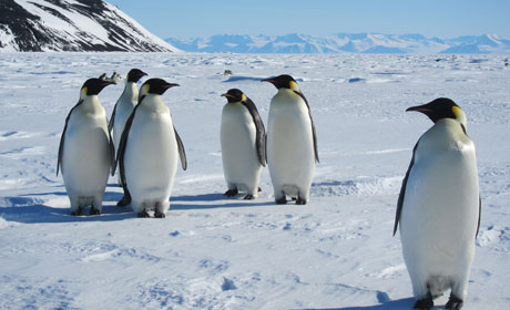 Penguins
