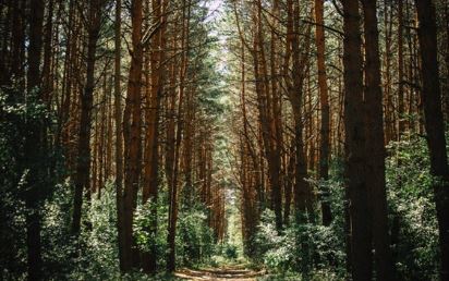 Path in a forest
