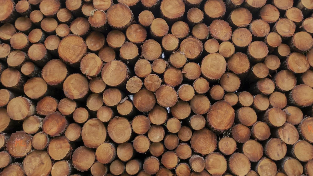 pile of logs