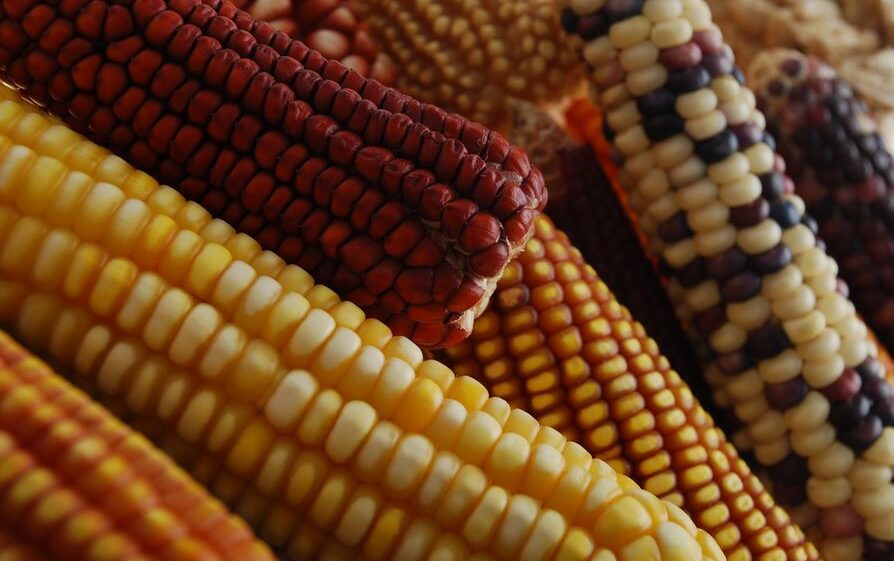 Corn on the cob, in a variety of colours
