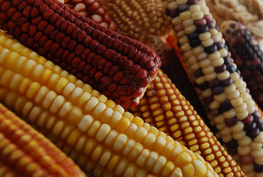 Corn on the cob, in a variety of colours