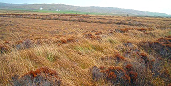 Example of typical Peatland landscape in Scotland. Patrick Mackie via Wikimedia / CC-BY-SA-2.0