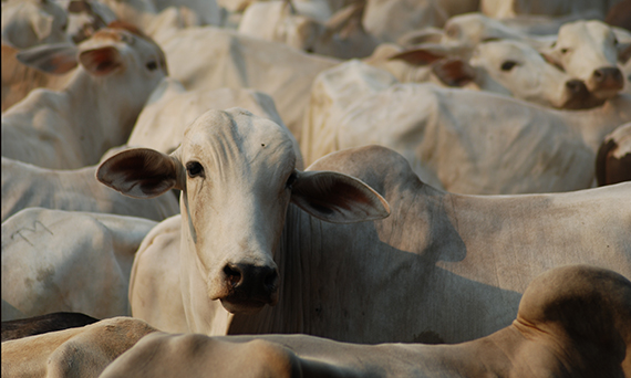 Cattle in the Brazilian state of Pará. Despite low incomes cattle ranching remains a major driver of deforestation in the Brazilian Amazon.