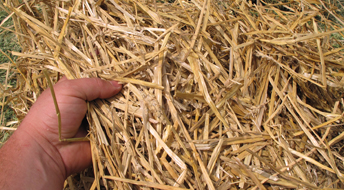 Wheat straw could be a viable and sustainbale source for surfactants Wikimedia / CC-BY-SA-2.0