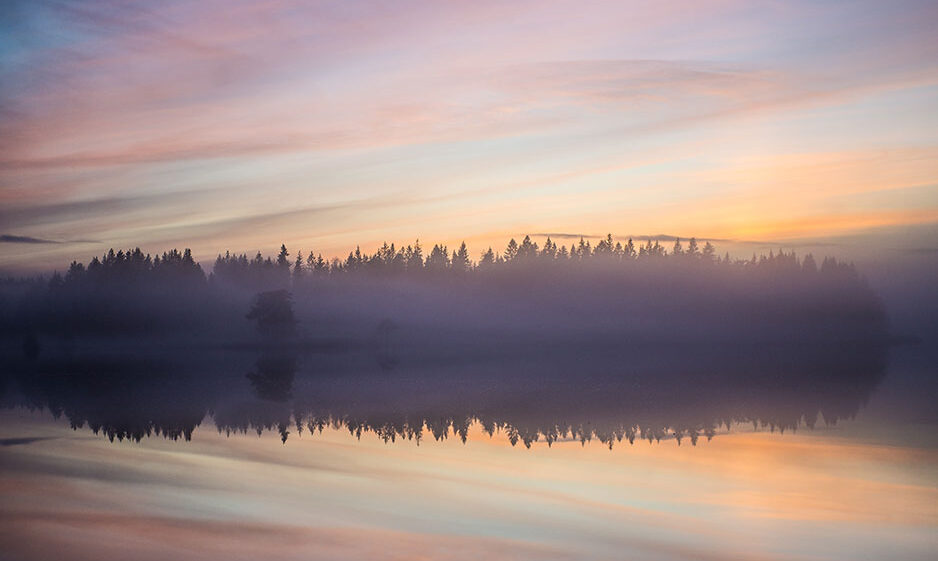 Misty forest