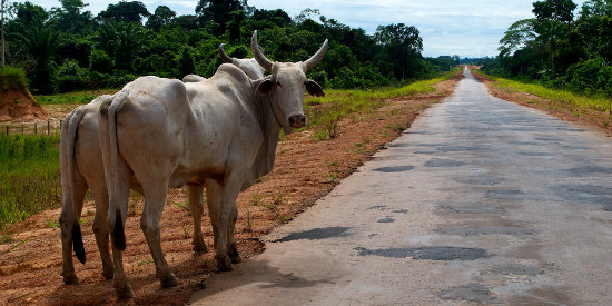 Cattle stand near road in Brazilian Amazon