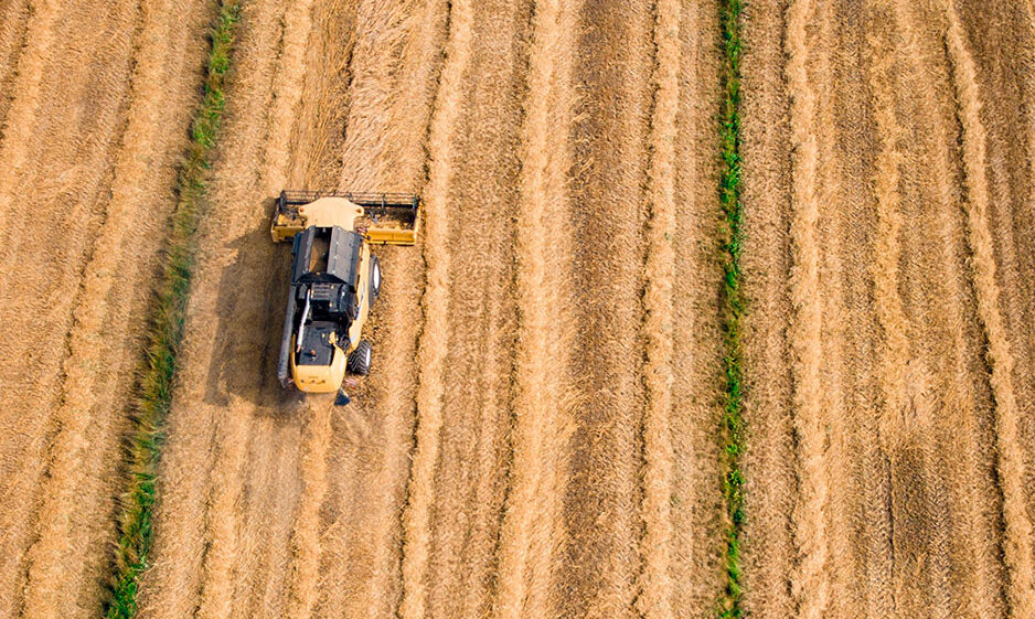 Harvesting wheat