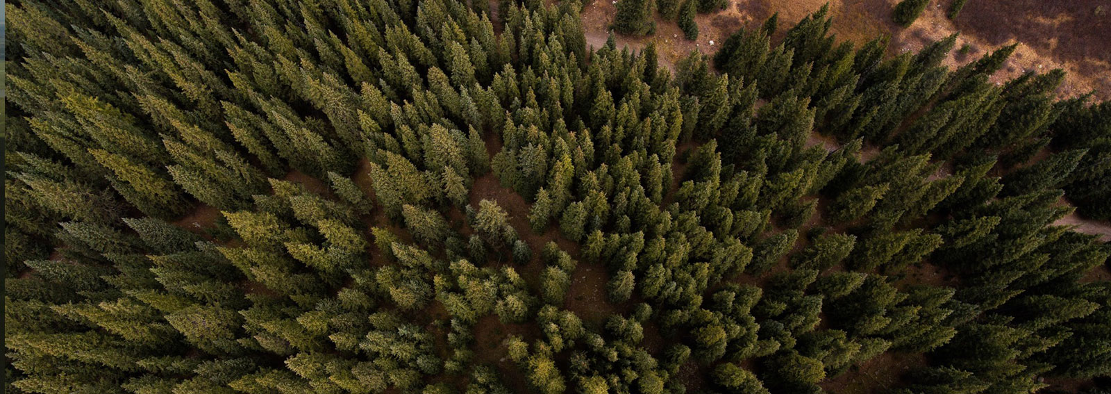 Aerial view of a dense forest