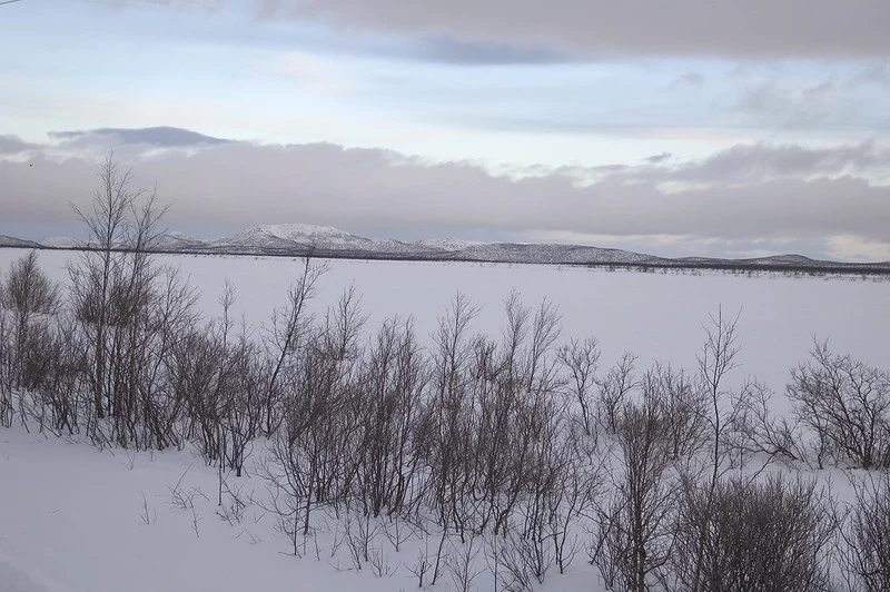 snowy lanscape