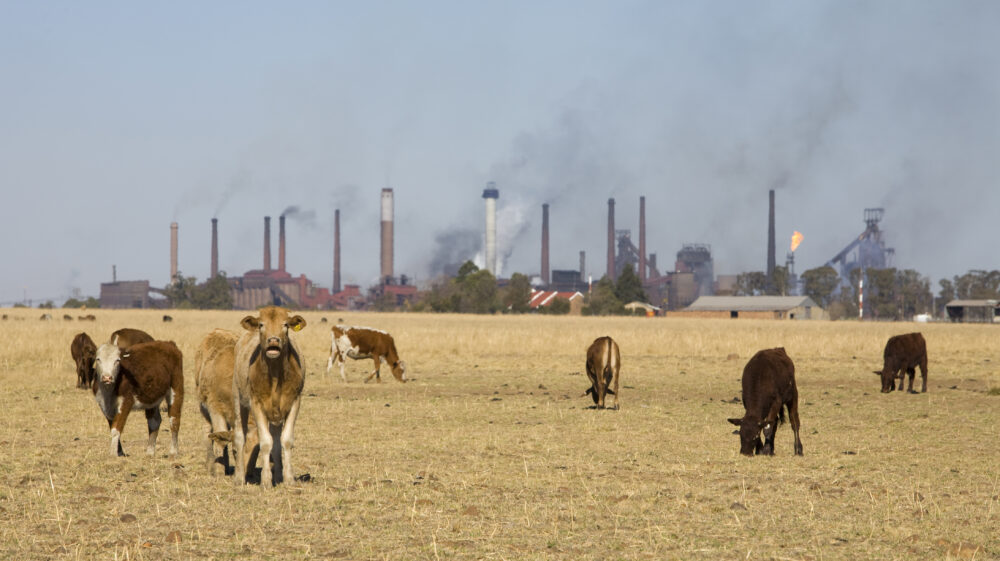 cattle in front of industrial backdrop