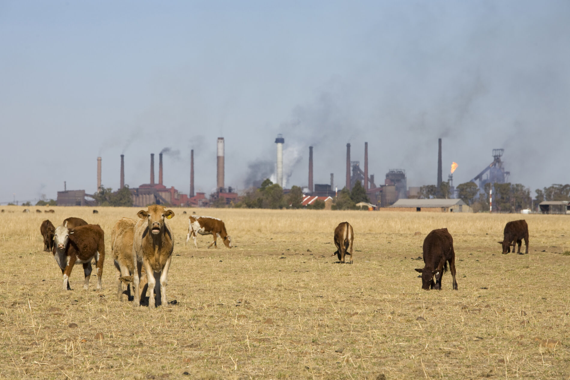 cattle in front of industrial backdrop