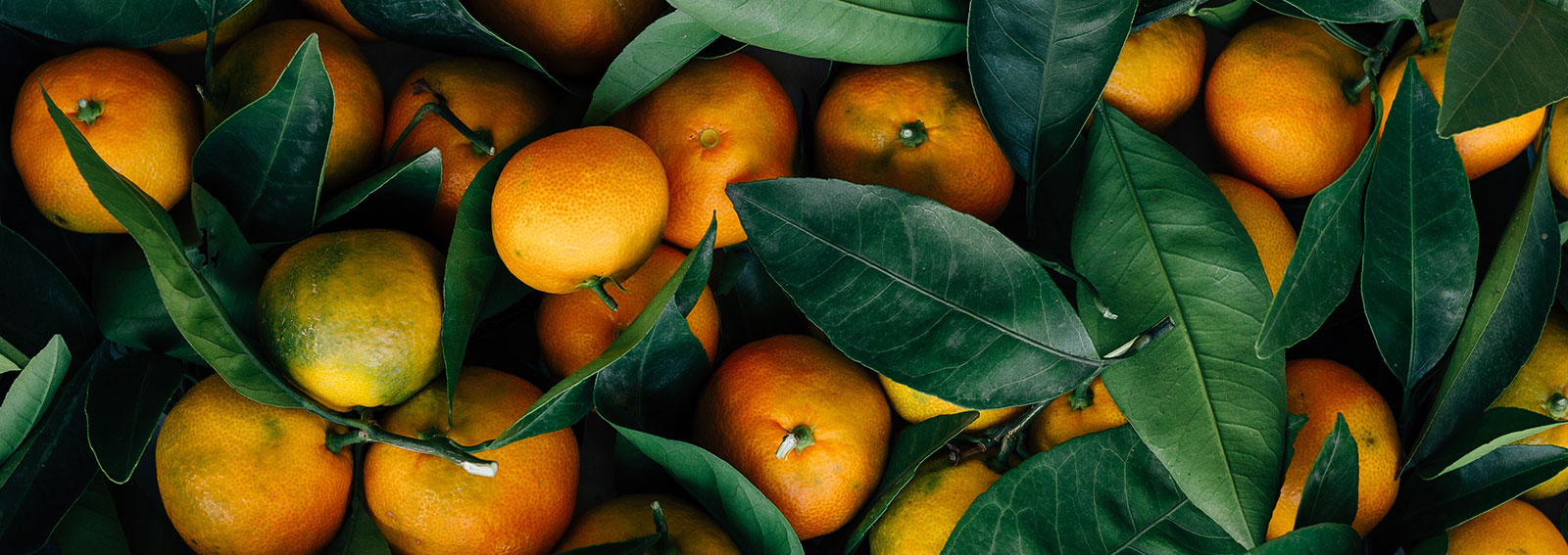 Citrus fruit