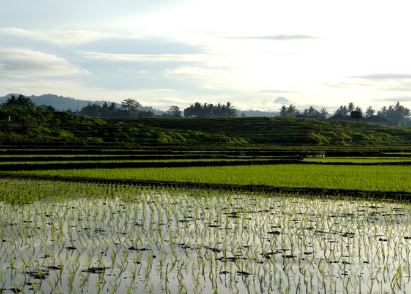 Indonesia rice field