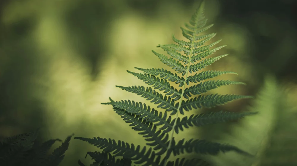 fern